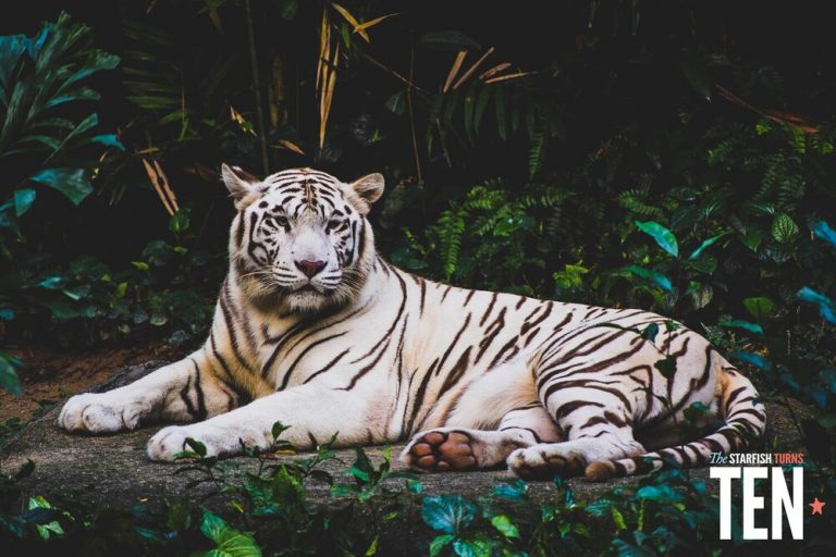 Ten animals and their stories of conservation in the past ten years