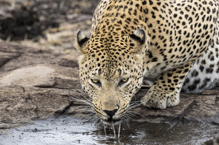 The Global Wildlife Whistleblower Program (Global)