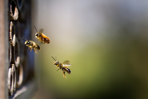 Let It Grow – European Association of Zoos and Aquaria, Botanical Gardens Conservation International, European network of science centres and museums (Europe)