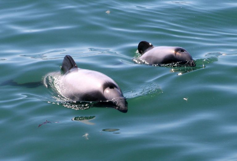 Creating a Citizen Science App to Identify NZ Hector’s dolphin habitat