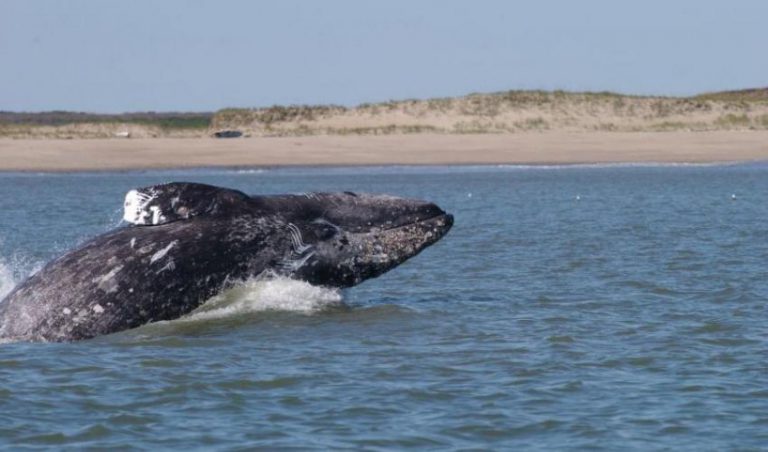 Science-based evidence steers industry action on whale conservation