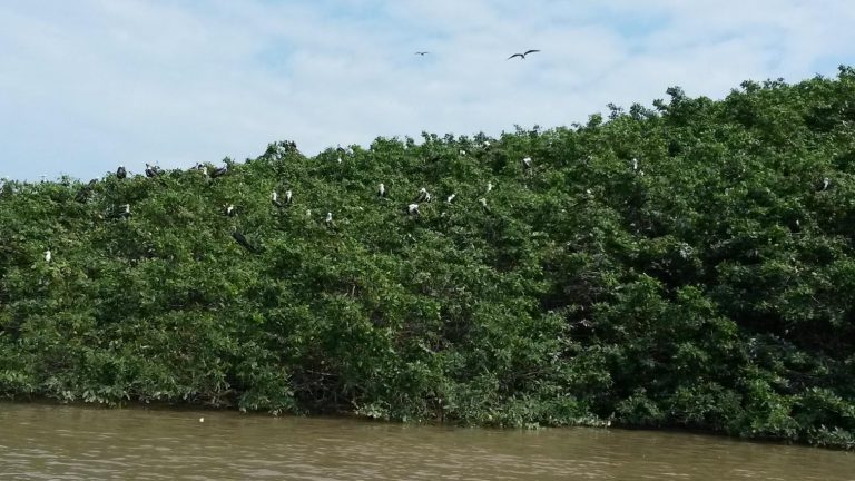 Restoration of mangroves at the “Refugio de Vida Silvestre Manglares Estuario Río Esmeraldas”